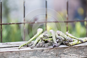 Asparagus with metallic lattice, wooden surface