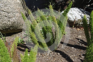 Asparagus 'Meyersii' decorative plant.