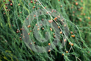 Asparagus officinalis with fruits in garden