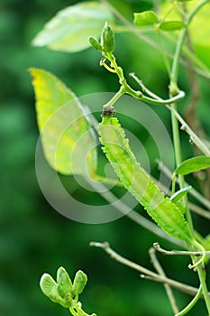 Asparagus pea