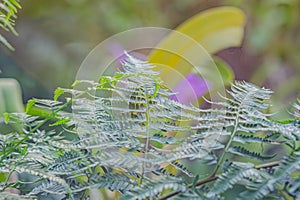 Asparagus plumosus, also known as: A. setaceus, A. setaceus Plumosus, Protasparagus setaceus, Common Asparagus Fern