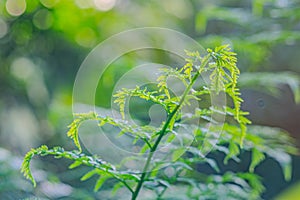 Asparagus plumosus, also known as: A. setaceus, A. setaceus Plumosus, Protasparagus setaceus, Common Asparagus Fern