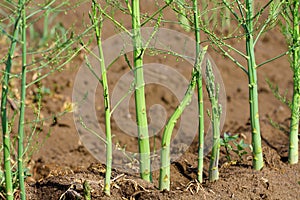 Asparagus poles on the field