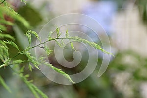 A Asparagus racemosus creeper plant and bokhe background