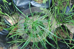 Asparagus racemosus satavar, shatavari, or shatamull, shatawari, hathawariya is a species of asparagus common in India