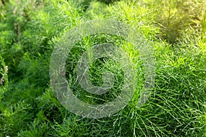 Asparagus racemosus or Shatawari,herb plant