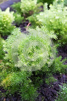 Asparagus racemosus Willd or Shatavari photo