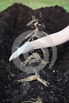 Asparagus Rhizomes Being Planted in Compost and Humus