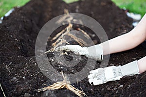 Asparagus Rhizomes Being Planted in Compost and Humus