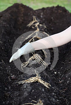 Asparagus Rhizomes Being Planted in Compost and Humus photo