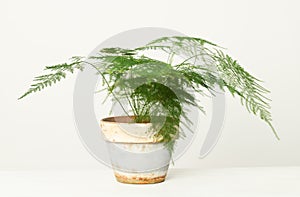 Asparagus Setaceus in flowerpot