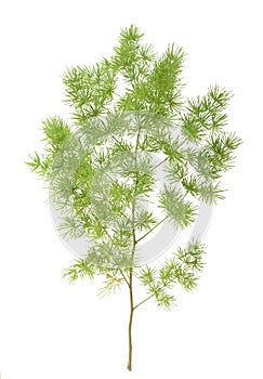 Asparagus setaceus