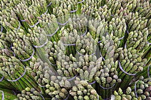 Asparagus spears bunched with rubber bands