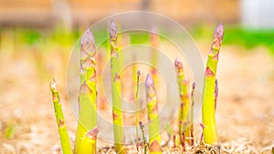 Asparagus sprouts grow in a garden bed close-up on a blurred background