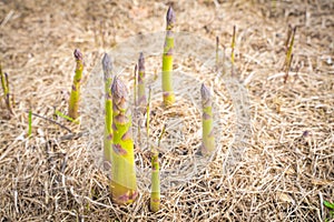 Asparagus sprouts grow in a garden bed with dry grass mulch, close-up