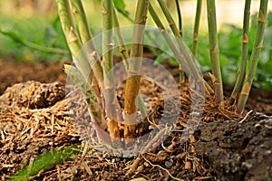 Asparagus stem and new germinate shoot