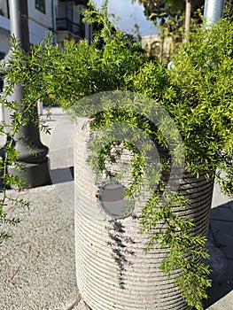 asparagus in stone outdoor flowerpot in sunlight