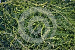 Asparagus thickets close-up. Summer green abstract background