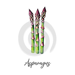 Asparagus vector illustration