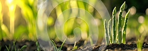 Asparagus vegetable on the garden bed. Close up. Copy space for text. Blurred background. Banner slider template.