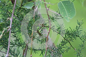 Aspargus racemosus  Traditional herb