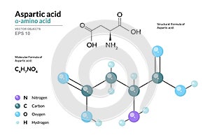 Aspartic acid. Asp C4H7NO4. ÃÂ±-Amino Acid. Structural Chemical Formula and Molecule 3d Model. Atoms with Color Coding. Vector photo