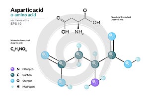 Aspartic acid. Asp C4H7NO4. Î±-Amino Acid. Structural Chemical Formula and Molecule 3d Model. Atoms with Color Coding. Vector