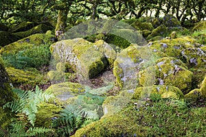 Aspects of Wistman`s Wood - an ancient landscape on Dartmoor, Devon, England