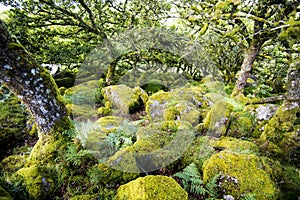 Aspects of Wistman`s Wood - an ancient landscape on Dartmoor, Devon, England