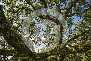 Aspects of Wistman`s Wood - an ancient landscape on Dartmoor, Devon, England