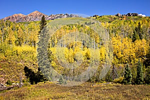 Aspen