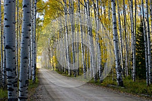 Aspen Alley