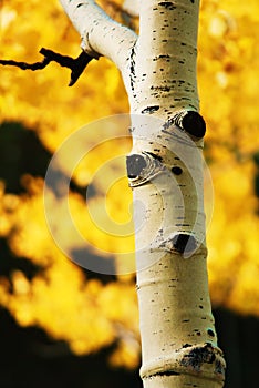 Aspen Autumn