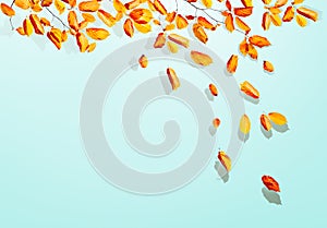 Aspen autumn leaves frame background