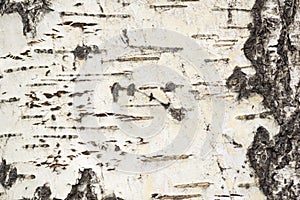 Aspen Bark Background