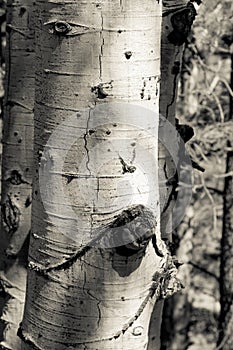 Aspen Bark Closeup