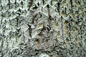 Aspen bark with deep diamond shaped cracks. Populus tremula