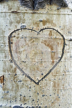 Aspen Bark Heart