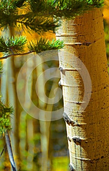Aspen Bark and pine Needles at Fall