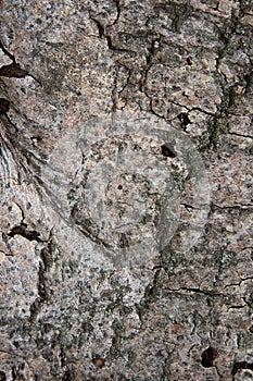 Aspen bark texture as abstract background