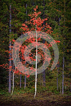 Aspen Birch Tree in Forest