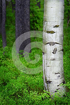 Aspen Birch Tree in Forest