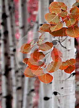 Aspen Birch Trees in Fall photo