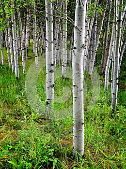 Aspen Birch Trees in Summer