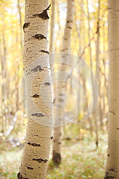 Aspen bole photo