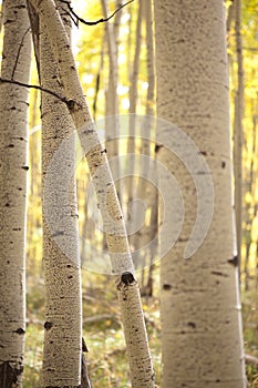 Aspen bole photo