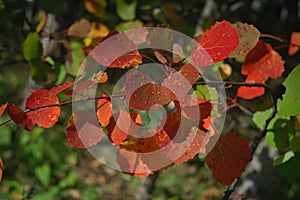 An aspen branch with bright red autumn leaves close-up