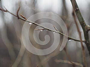 Aspen branches.