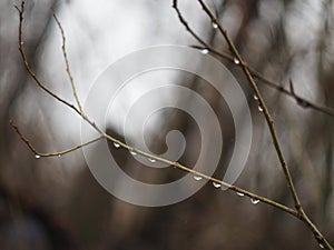 Aspen branches.