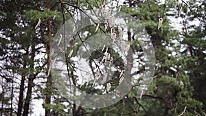 Aspen branches with earrings swaying in the wind in April spring